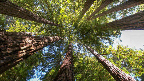 How Our Tree Care Process Works  in Madeira Beach, FL